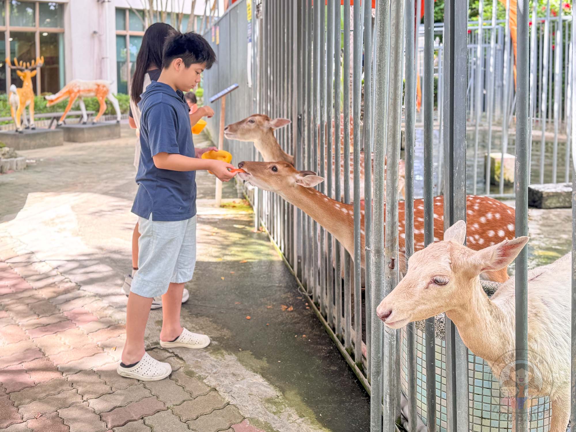 屏東｜墾丁福華渡假飯店》墾丁泳池飯店，直通小灣沙灘，梅花鹿親密互動。