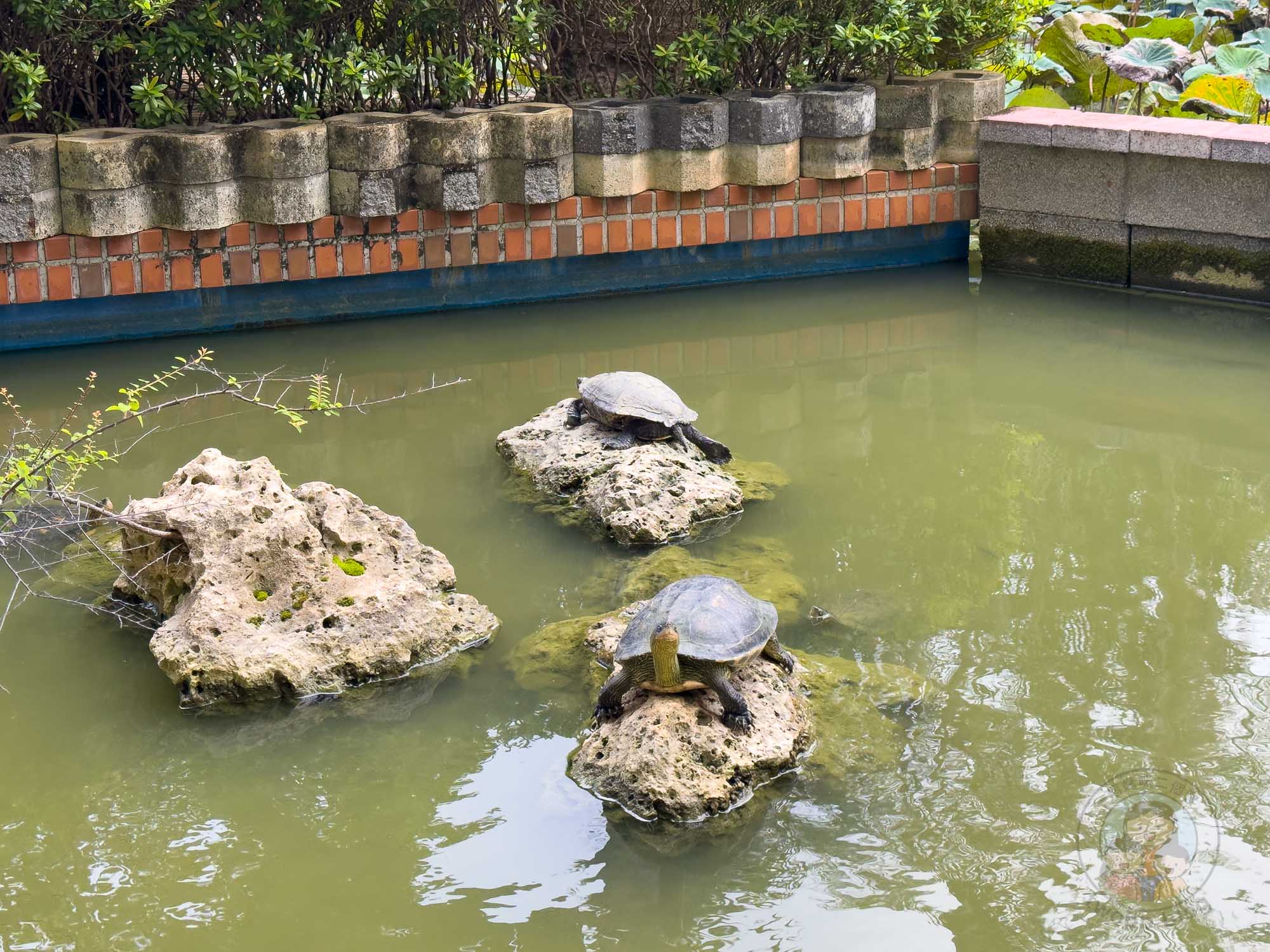 屏東｜墾丁福華渡假飯店》墾丁泳池飯店，直通小灣沙灘，梅花鹿親密互動。