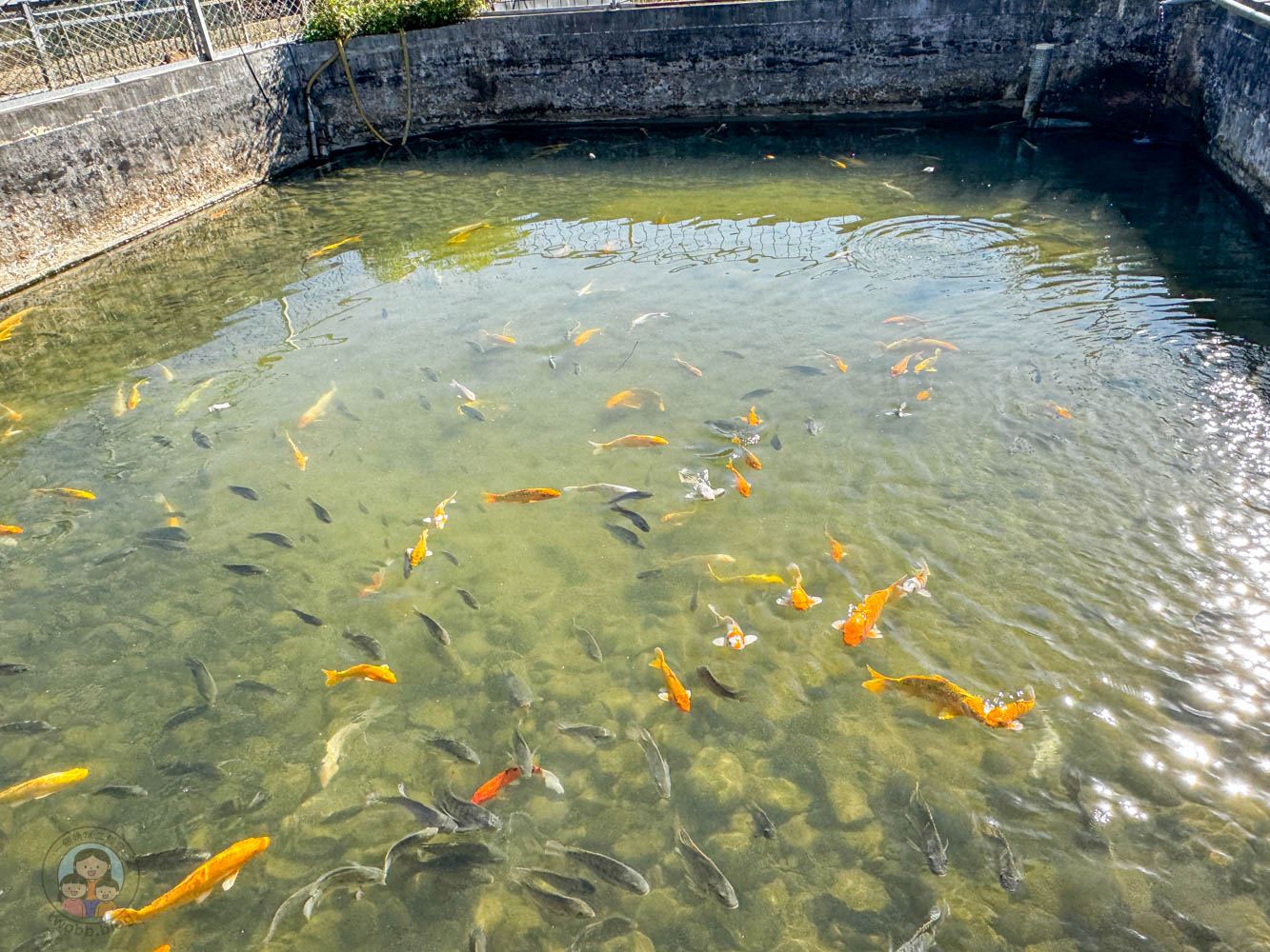 桃園｜花鹿秘境》桃園大溪農場，近距離水豚互動，體驗釣蝦釣魚，還有摸蜆活動。