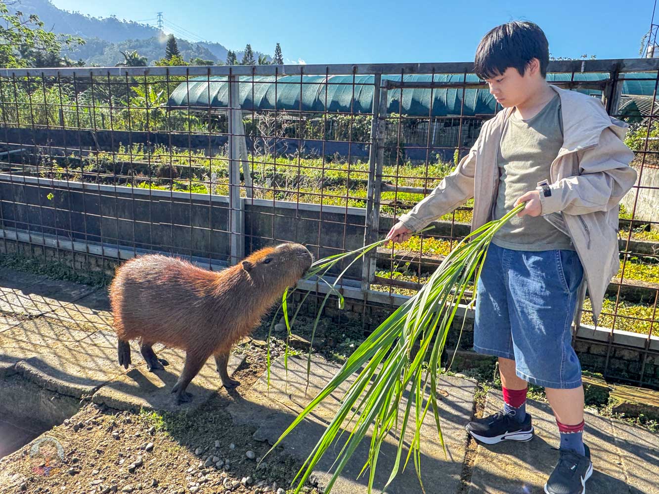 桃園｜花鹿秘境》桃園大溪農場，近距離水豚互動，體驗釣蝦釣魚，還有摸蜆活動。