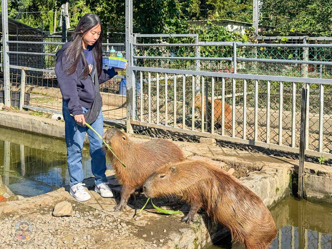 桃園｜花鹿秘境》桃園大溪農場，近距離水豚互動，體驗釣蝦釣魚，還有摸蜆活動。