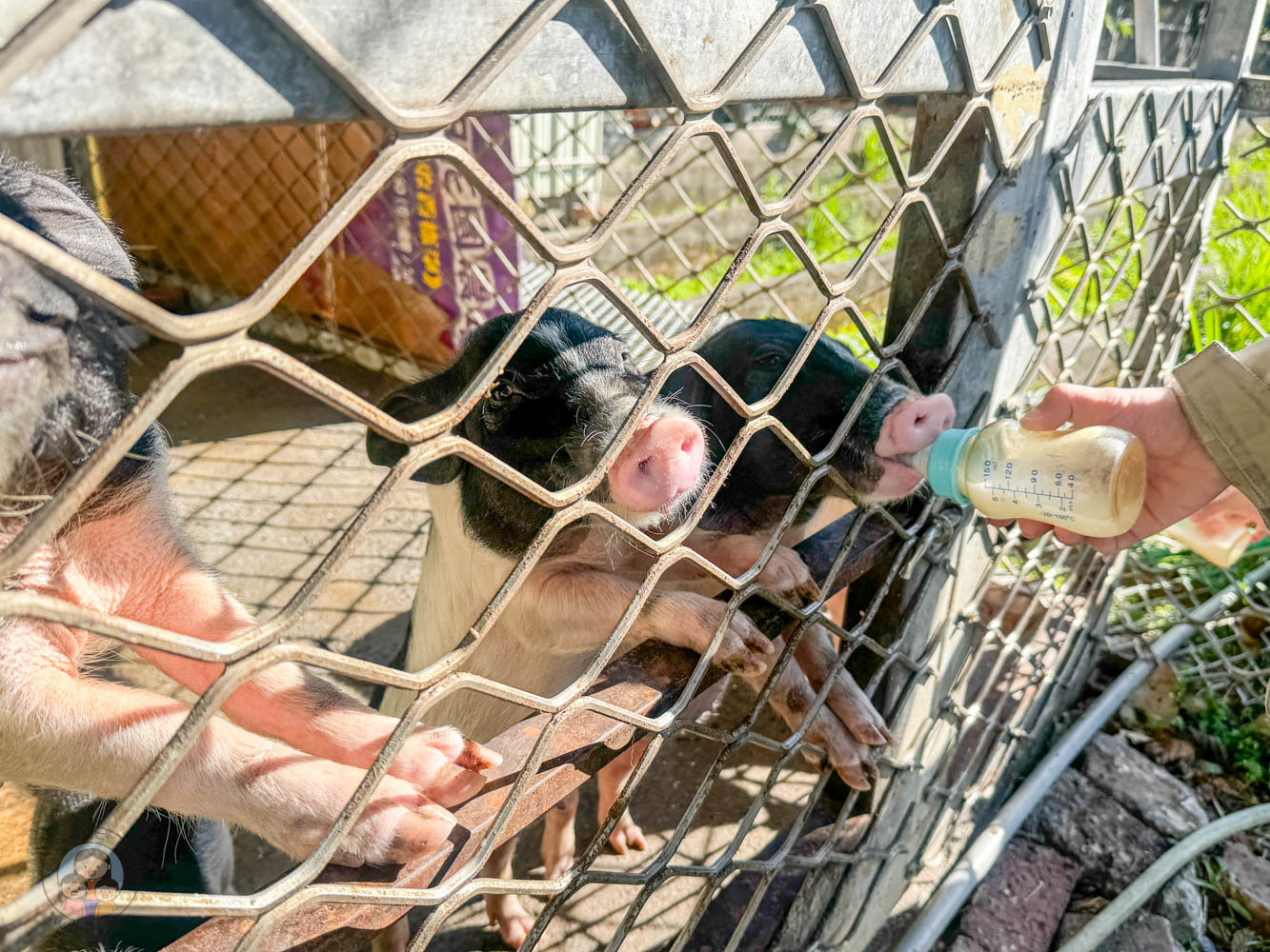 桃園｜花鹿秘境》桃園大溪農場，近距離水豚互動，體驗釣蝦釣魚，還有摸蜆活動。