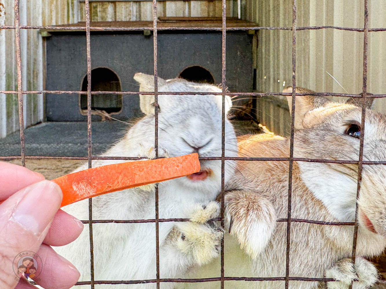 桃園｜花鹿秘境》桃園大溪農場，近距離水豚互動，體驗釣蝦釣魚，還有摸蜆活動。
