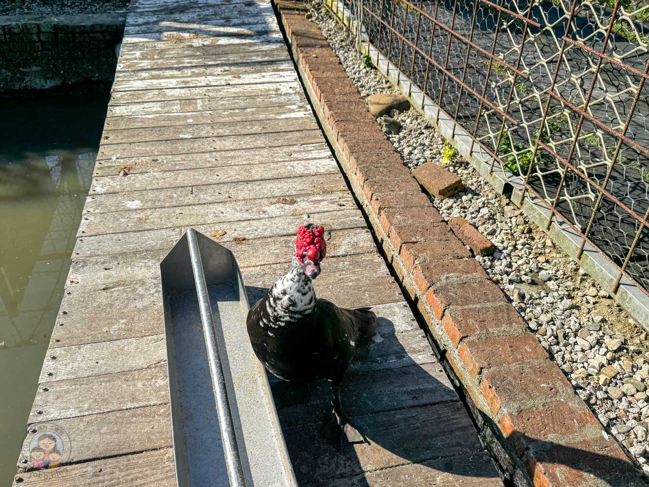 桃園｜花鹿秘境》桃園大溪農場，近距離水豚互動，體驗釣蝦釣魚，還有摸蜆活動。