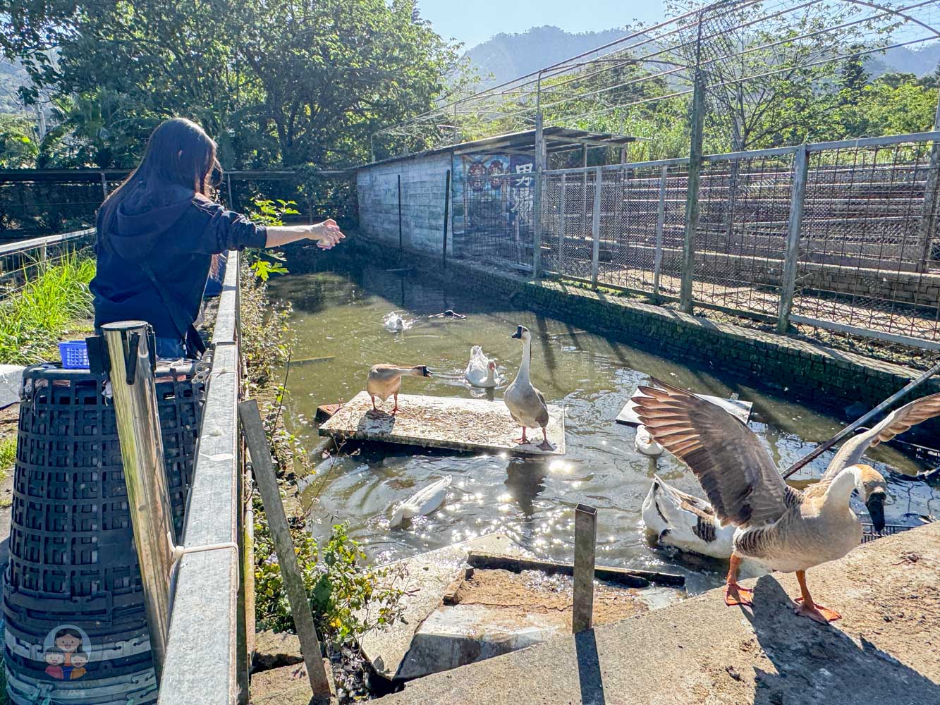桃園｜花鹿秘境》桃園大溪農場，近距離水豚互動，體驗釣蝦釣魚，還有摸蜆活動。