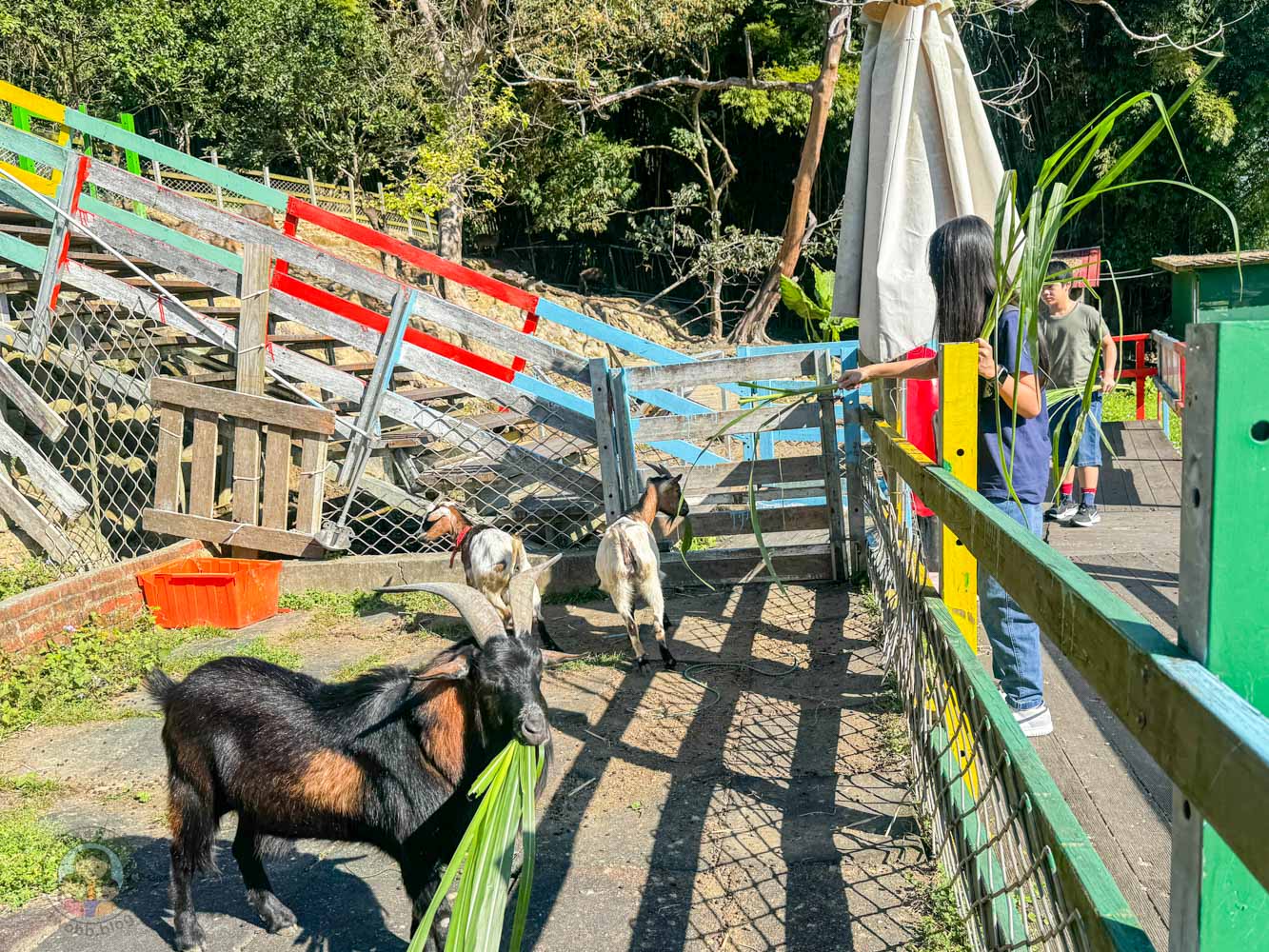 桃園｜花鹿秘境》桃園大溪農場，近距離水豚互動，體驗釣蝦釣魚，還有摸蜆活動。