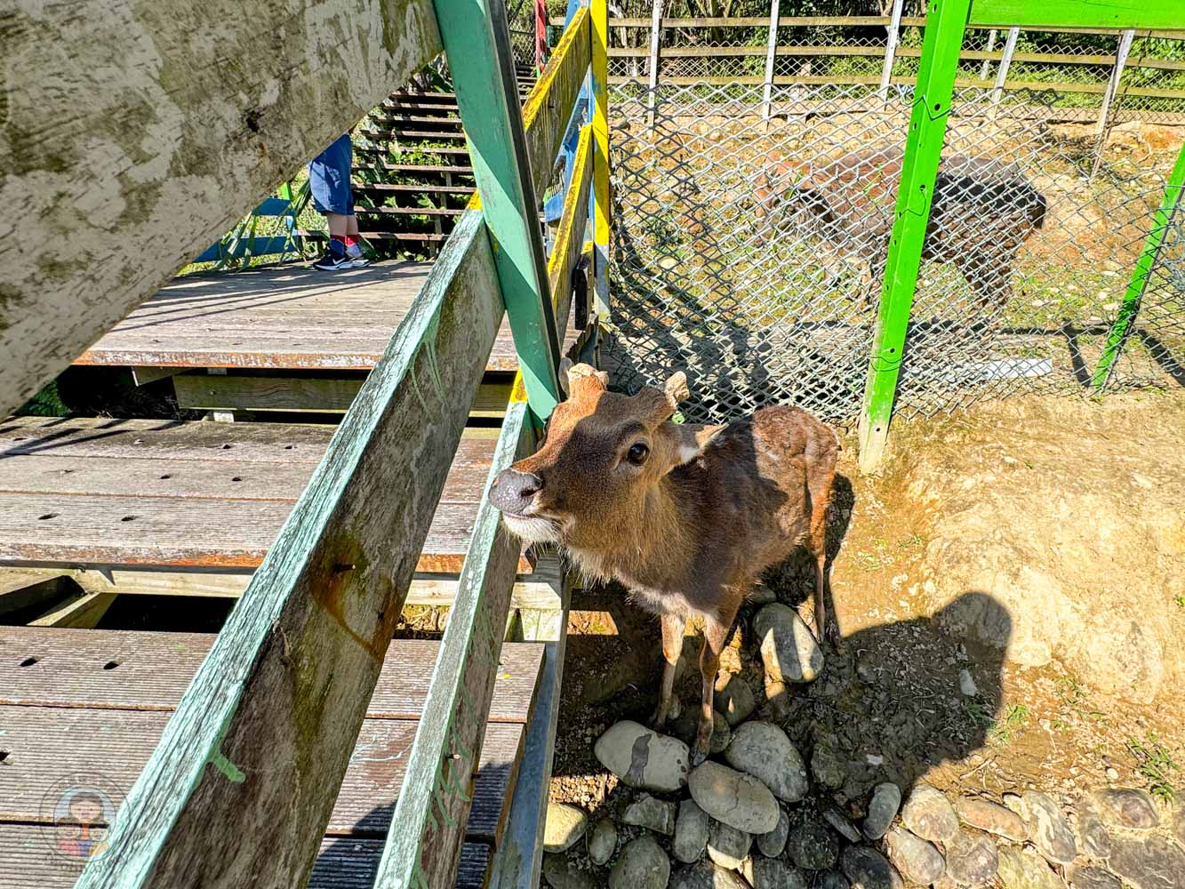 桃園｜花鹿秘境》桃園大溪農場，近距離水豚互動，體驗釣蝦釣魚，還有摸蜆活動。