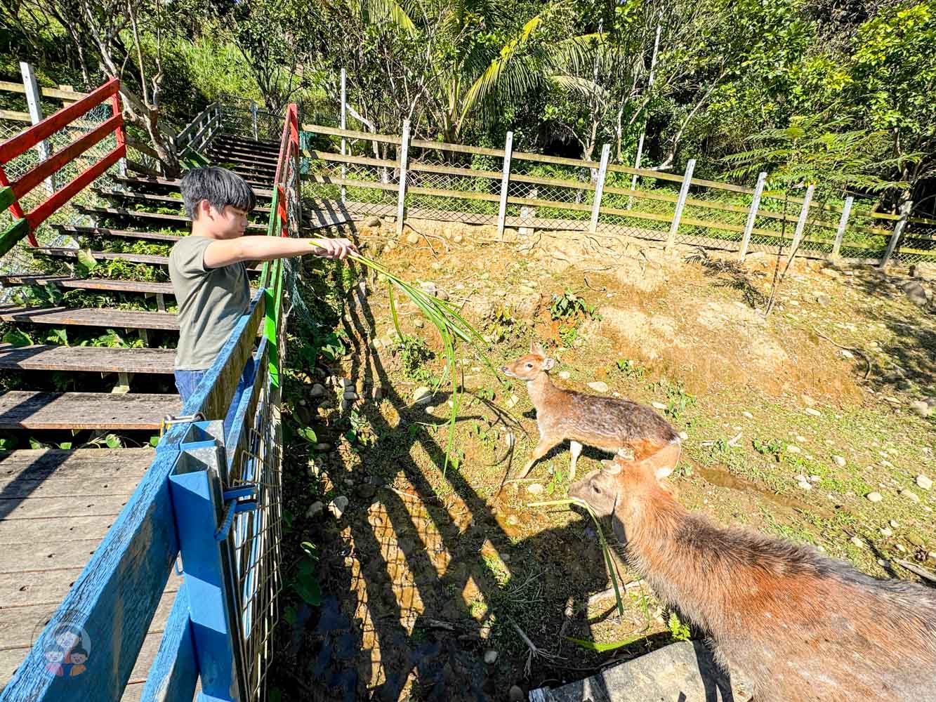 桃園｜花鹿秘境》桃園大溪農場，近距離水豚互動，體驗釣蝦釣魚，還有摸蜆活動。