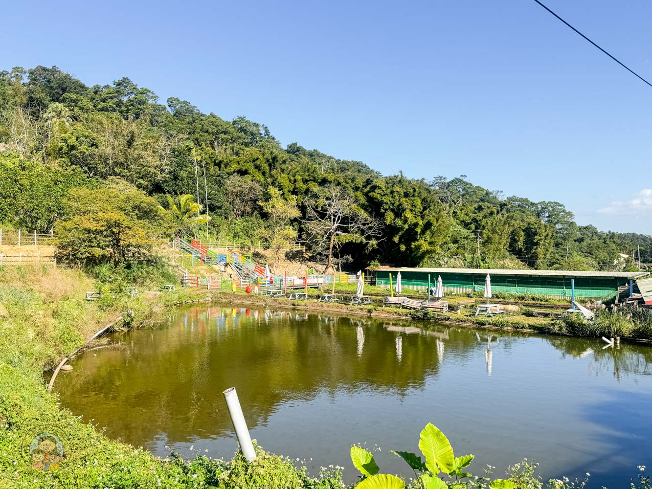 桃園｜花鹿秘境》桃園大溪農場，近距離水豚互動，體驗釣蝦釣魚，還有摸蜆活動。