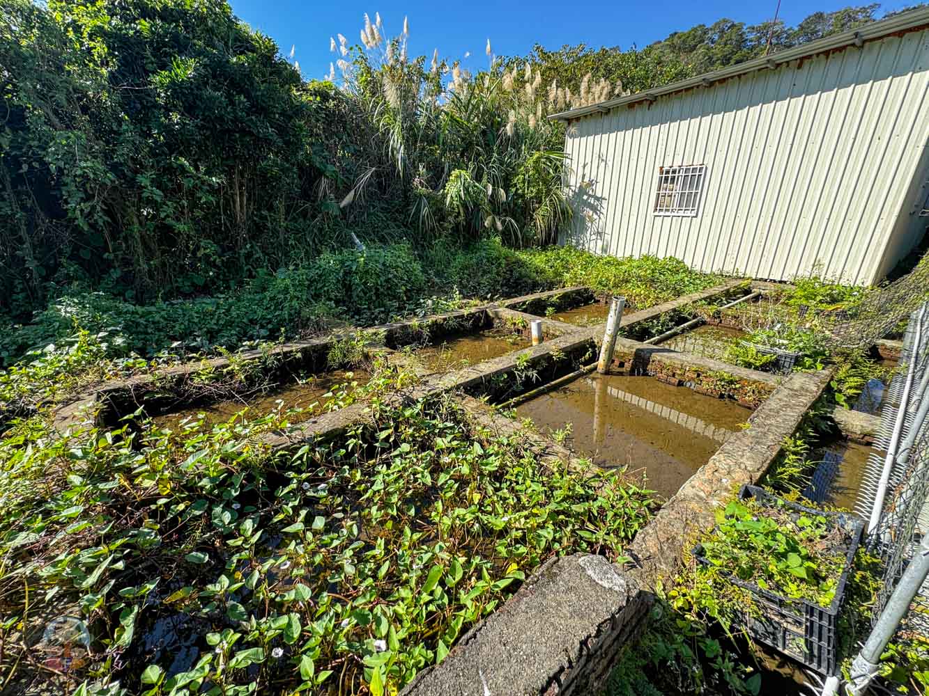 桃園｜花鹿秘境》桃園大溪農場，近距離水豚互動，體驗釣蝦釣魚，還有摸蜆活動。