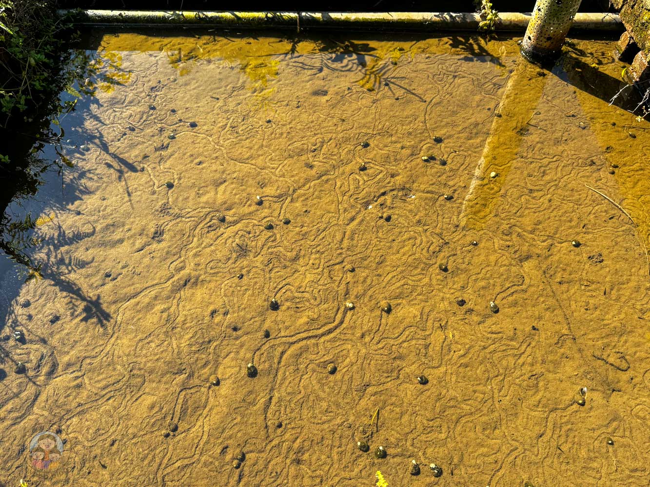 桃園｜花鹿秘境》桃園大溪農場，近距離水豚互動，體驗釣蝦釣魚，還有摸蜆活動。