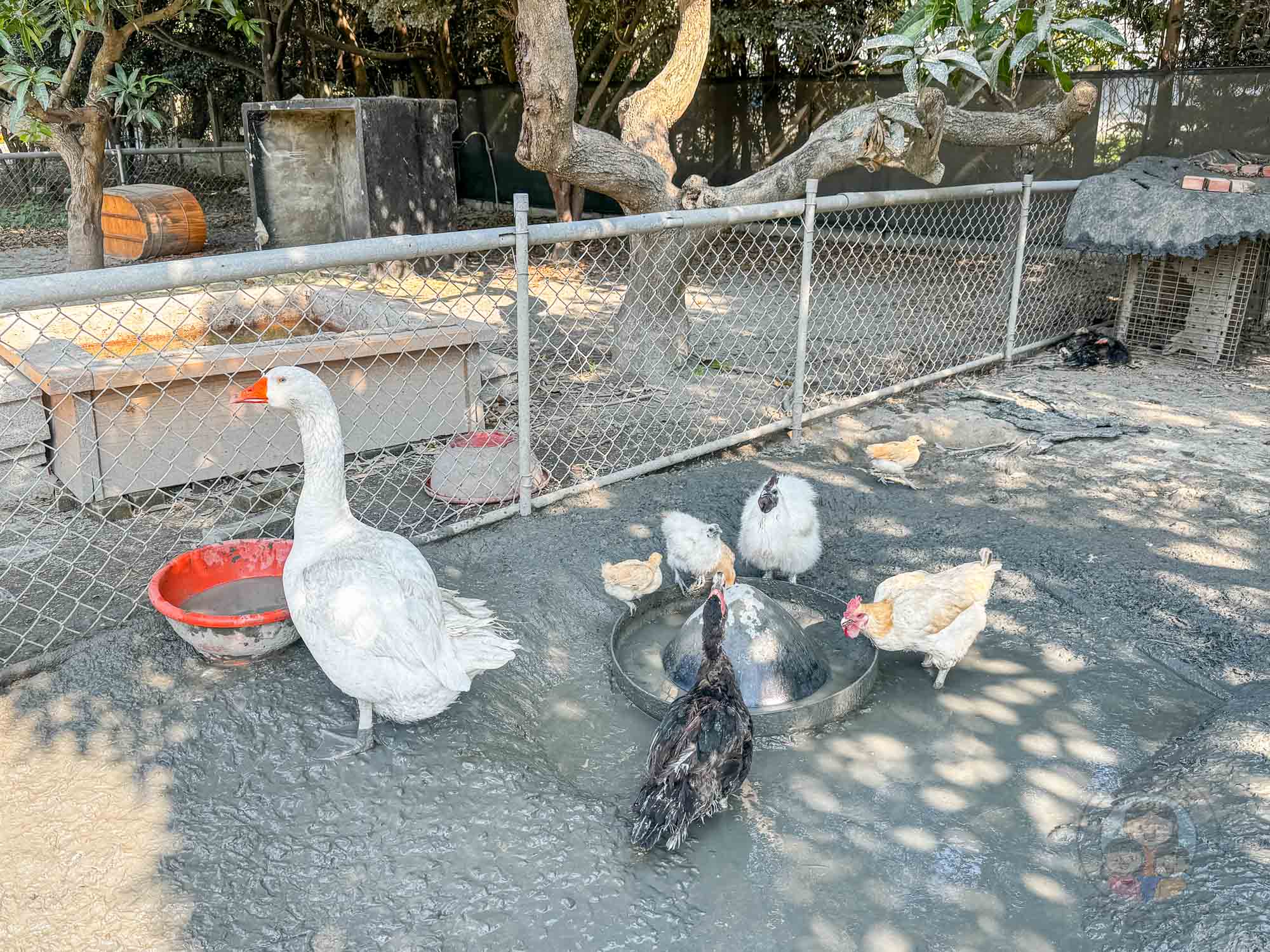 彰化|正實親子農場》2026門票資訊,彰化親子農場、可愛動物、撿雞蛋、戲水池溜滑梯、還有小火車。 - 第22張圖 彰化|正實親子農場》2026門票資訊,彰化親子農場、可愛動物、撿雞蛋、戲水池溜滑梯、還有小火車。