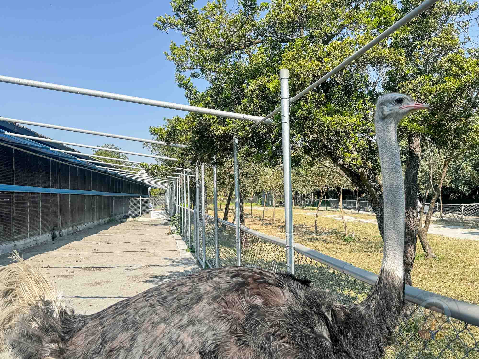 彰化|正實親子農場》2026門票資訊,彰化親子農場、可愛動物、撿雞蛋、戲水池溜滑梯、還有小火車。 - 第27張圖 彰化|正實親子農場》2026門票資訊,彰化親子農場、可愛動物、撿雞蛋、戲水池溜滑梯、還有小火車。
