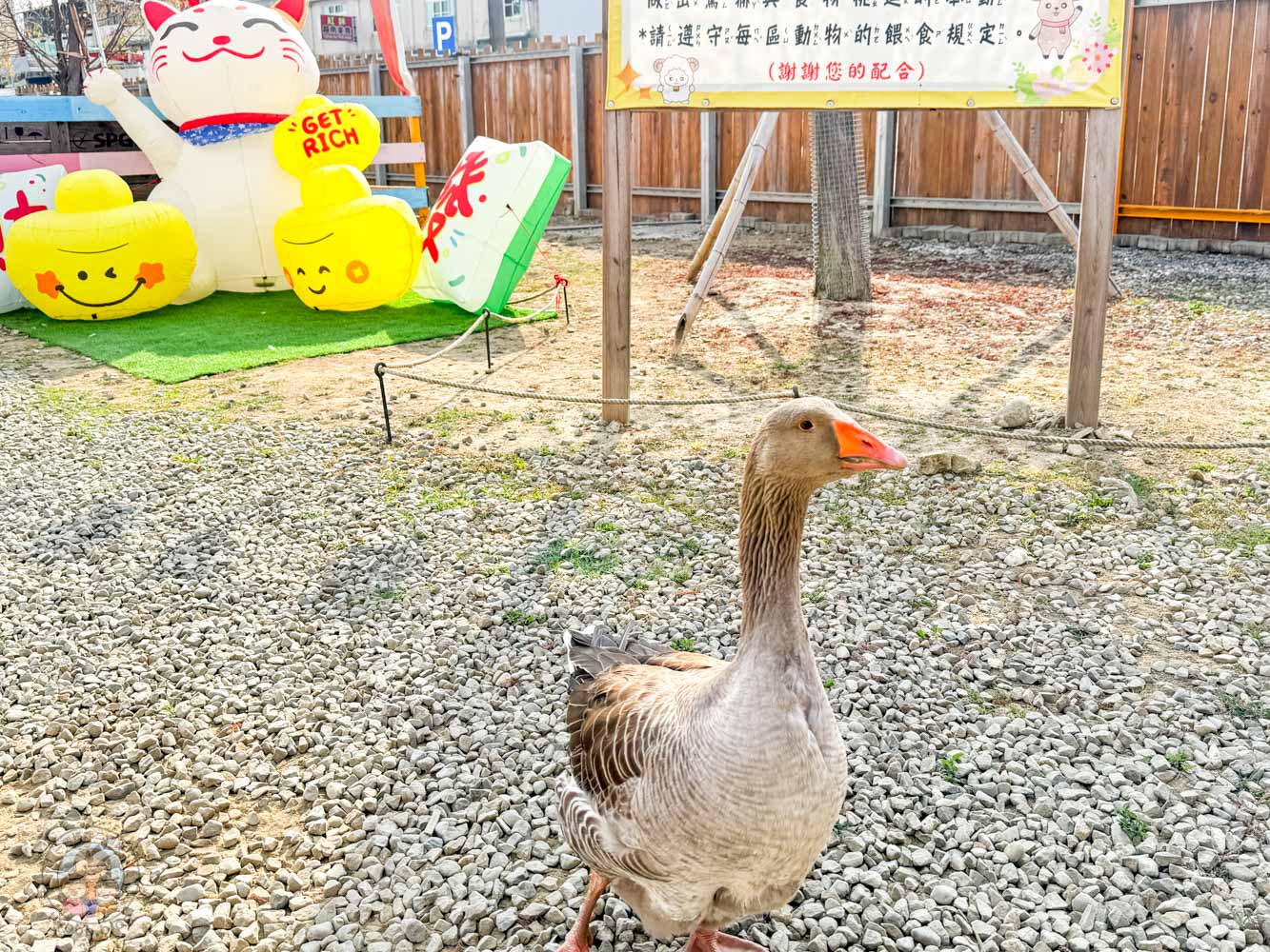 嘉義|萌寵村親子樂園》超療癒親子景點推薦!近距離餵食小動物、室內外遊具空間 親子一日遊 嘉義中埔景點。 - 第16張圖 嘉義|萌寵村親子樂園》超療癒親子景點推薦!近距離餵食小動物、室內外遊具空間 親子一日遊 嘉義中埔景點。
