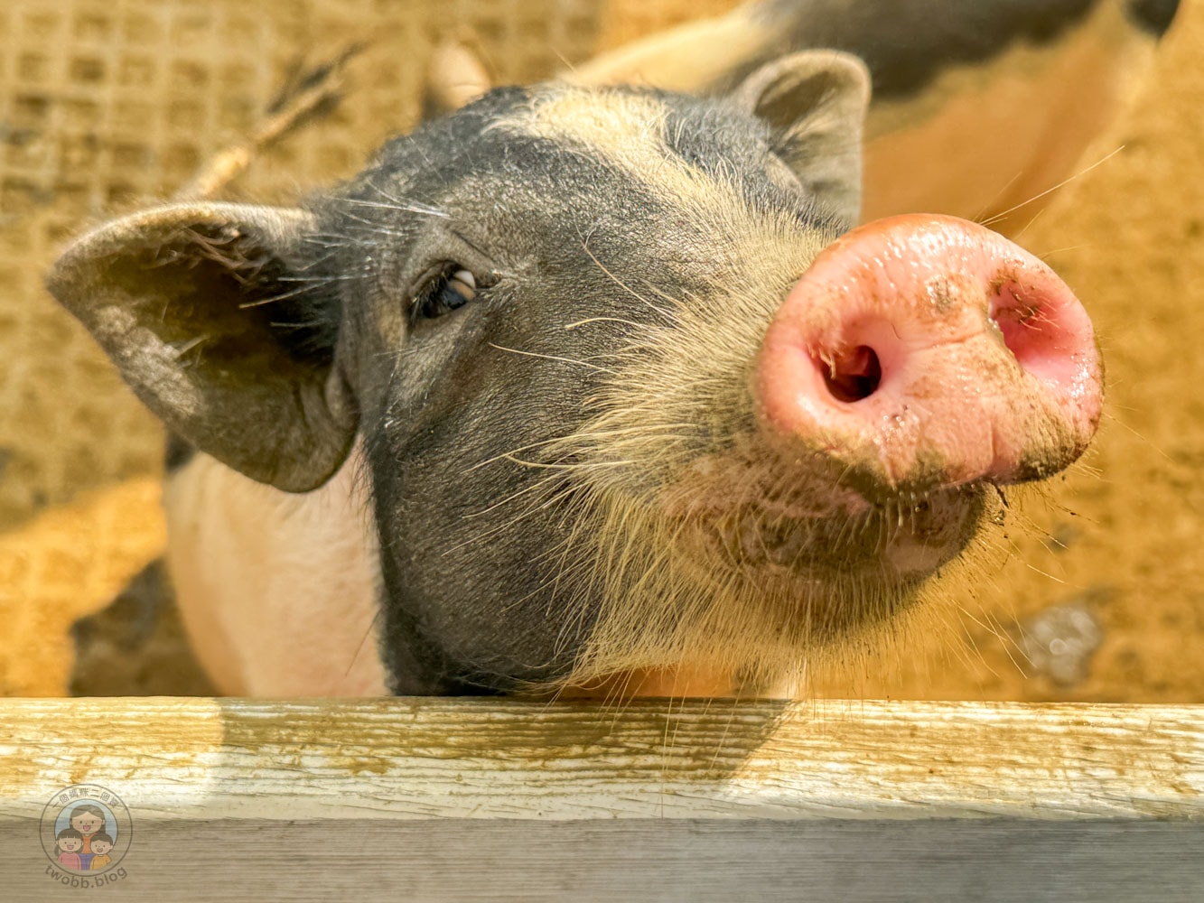 嘉義|萌寵村親子樂園》超療癒親子景點推薦!近距離餵食小動物、室內外遊具空間 親子一日遊 嘉義中埔景點。 - 第19張圖 嘉義|萌寵村親子樂園》超療癒親子景點推薦!近距離餵食小動物、室內外遊具空間 親子一日遊 嘉義中埔景點。