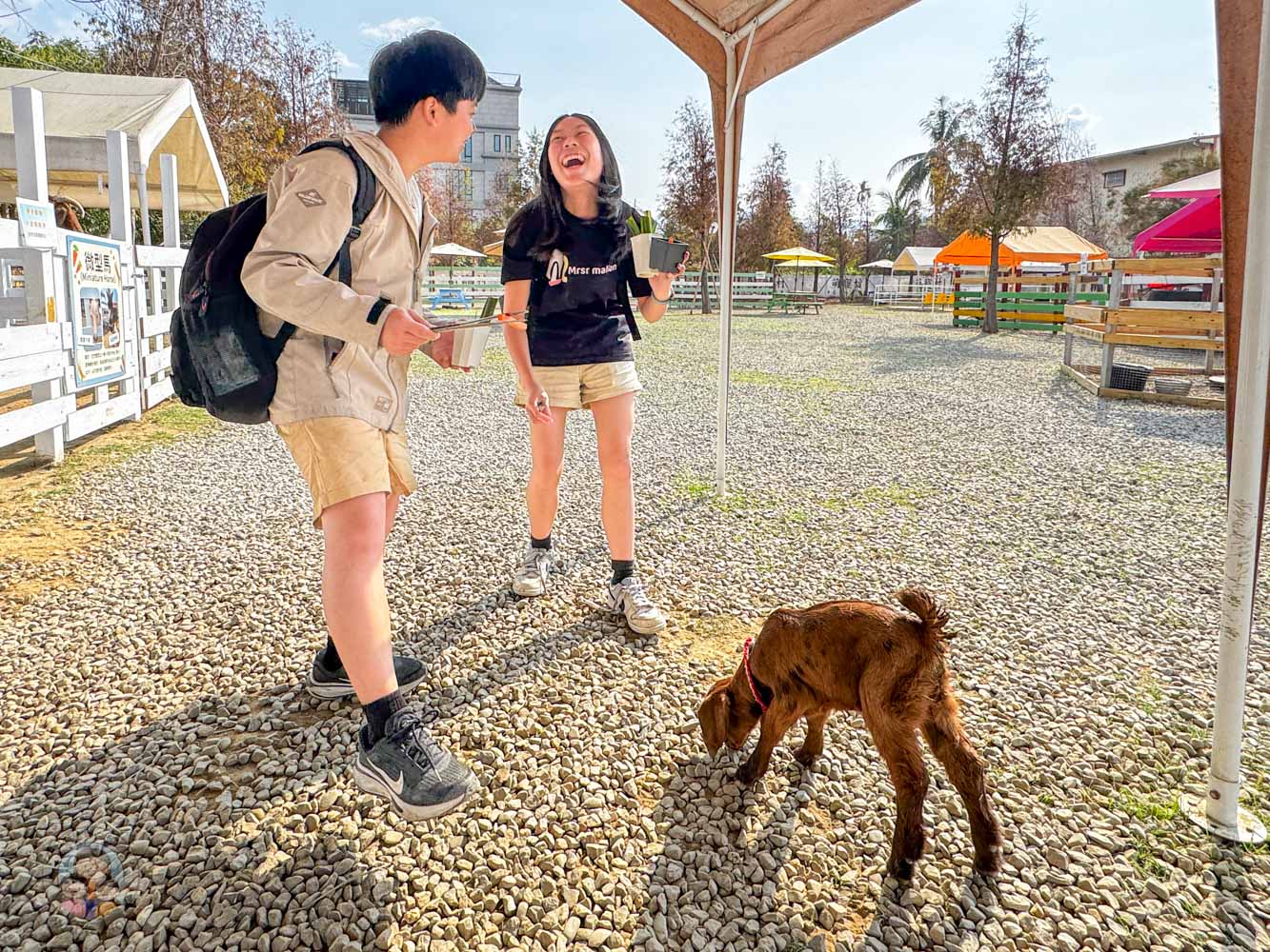 嘉義|萌寵村親子樂園》超療癒親子景點推薦!近距離餵食小動物、室內外遊具空間 親子一日遊 嘉義中埔景點。 - 第15張圖 嘉義|萌寵村親子樂園》超療癒親子景點推薦!近距離餵食小動物、室內外遊具空間 親子一日遊 嘉義中埔景點。