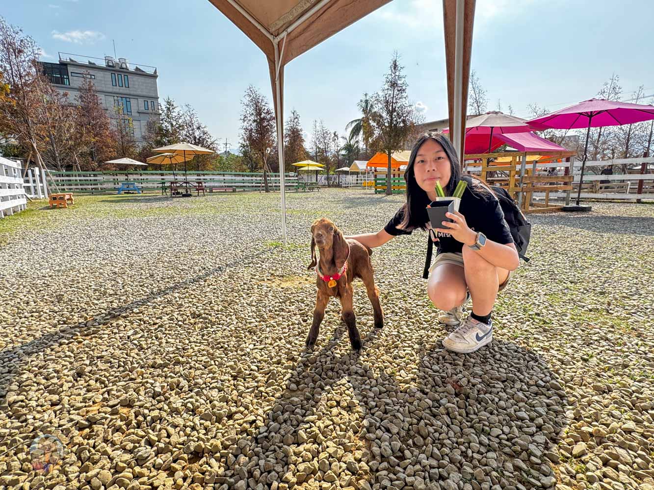嘉義|萌寵村親子樂園》超療癒親子景點推薦!近距離餵食小動物、室內外遊具空間 親子一日遊 嘉義中埔景點。 - 第11張圖 嘉義|萌寵村親子樂園》超療癒親子景點推薦!近距離餵食小動物、室內外遊具空間 親子一日遊 嘉義中埔景點。