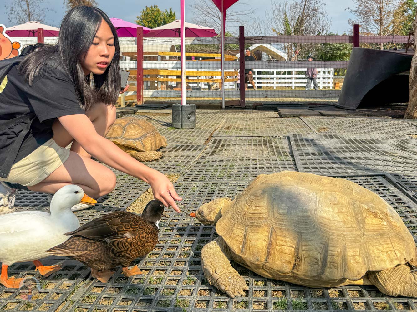 嘉義|萌寵村親子樂園》超療癒親子景點推薦!近距離餵食小動物、室內外遊具空間 親子一日遊 嘉義中埔景點。 - 第20張圖 嘉義|萌寵村親子樂園》超療癒親子景點推薦!近距離餵食小動物、室內外遊具空間 親子一日遊 嘉義中埔景點。