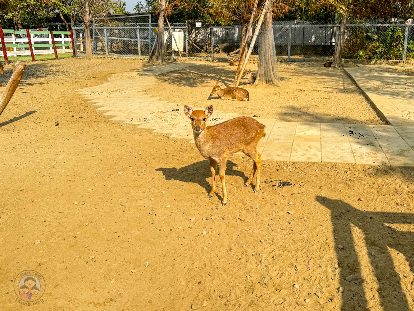 嘉義|萌寵村親子樂園》超療癒親子景點推薦!近距離餵食小動物、室內外遊具空間 親子一日遊 嘉義中埔景點。 - 第17張圖 嘉義|萌寵村親子樂園》超療癒親子景點推薦!近距離餵食小動物、室內外遊具空間 親子一日遊 嘉義中埔景點。