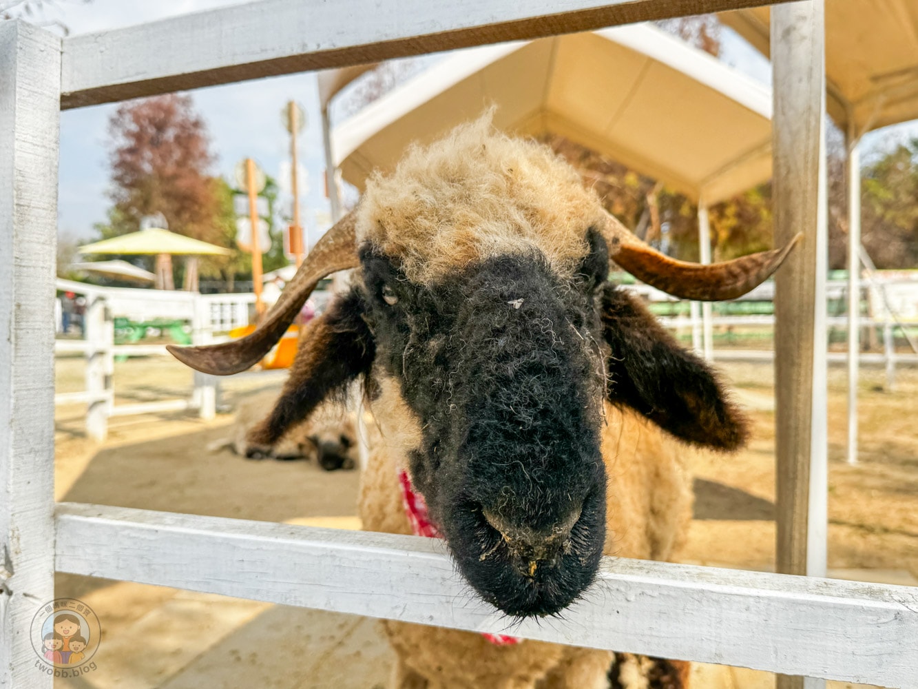 嘉義|萌寵村親子樂園》超療癒親子景點推薦!近距離餵食小動物、室內外遊具空間 親子一日遊 嘉義中埔景點。 - 第18張圖 嘉義|萌寵村親子樂園》超療癒親子景點推薦!近距離餵食小動物、室內外遊具空間 親子一日遊 嘉義中埔景點。