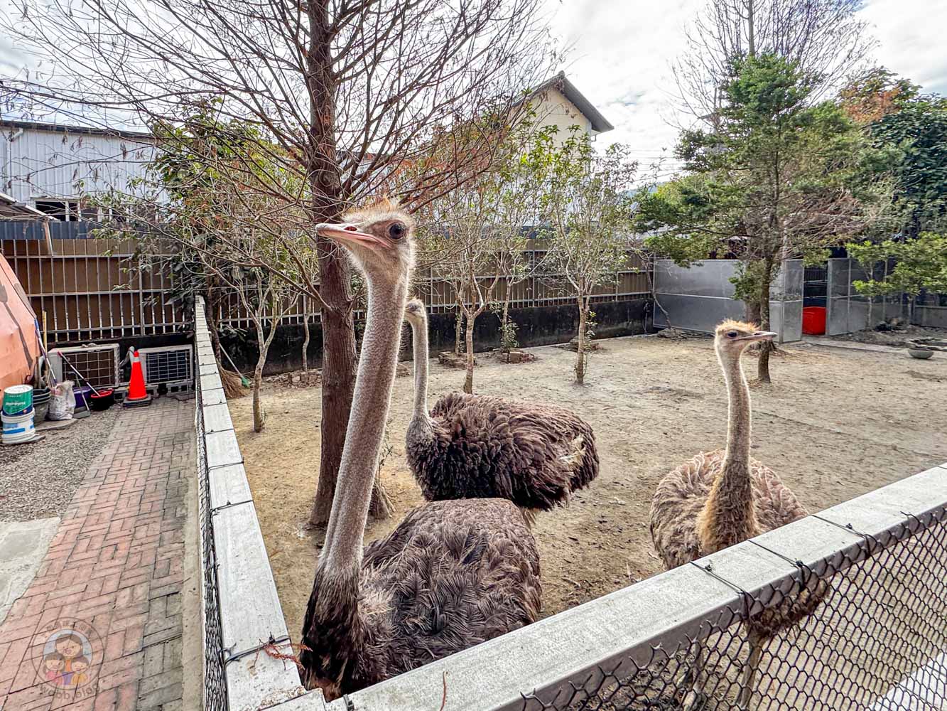 南投|水与松萌萌園》2026門票 與水豚君 笑笑羊近距離互動!埔里秘境落羽松步道 - 第25張圖 南投|水与松萌萌園》2026門票 與水豚君 笑笑羊近距離互動!埔里秘境落羽松步道