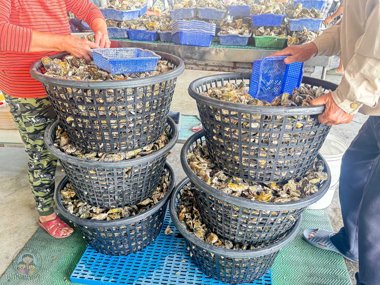 台南｜永順號遊潟湖》250元烤蚵不限時吃到飽！搭船探索無人島秘境，高CP值親子生態導覽。