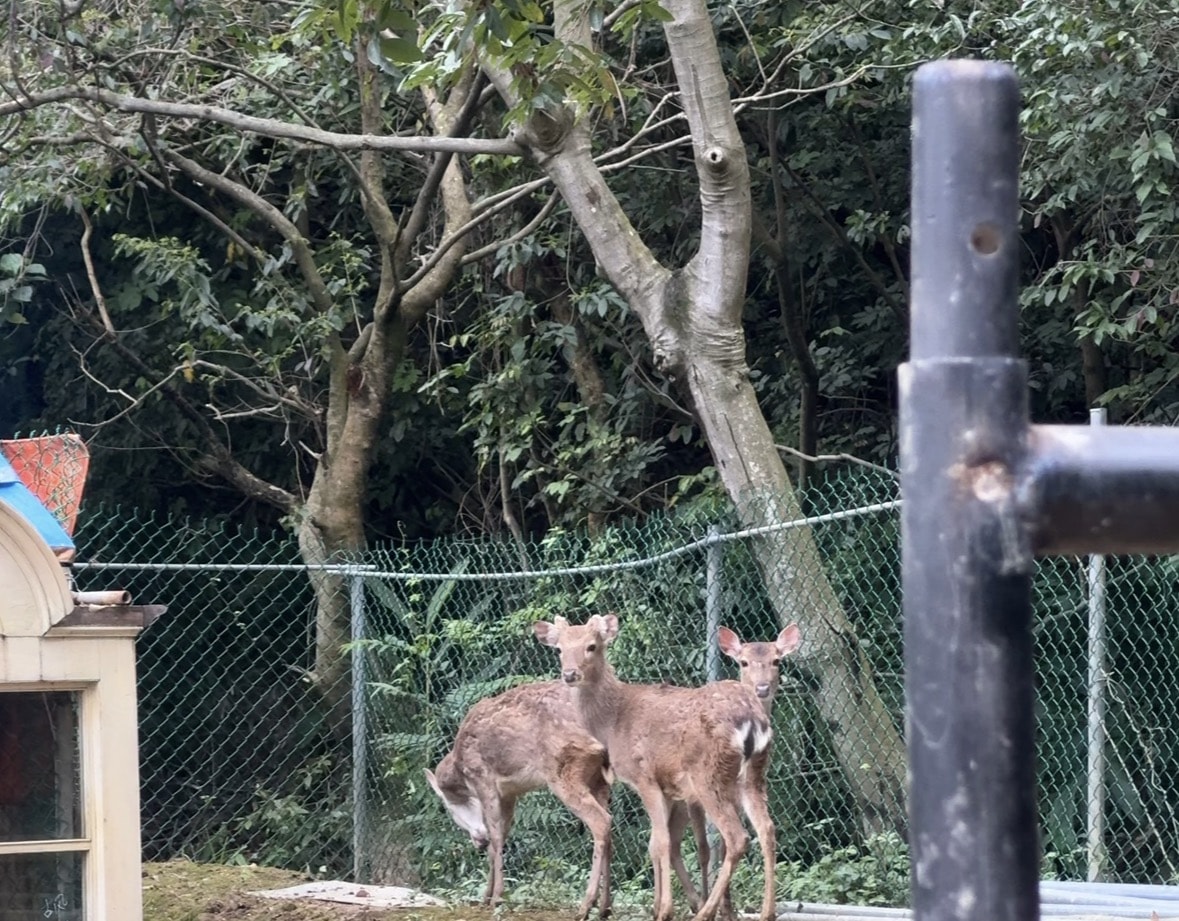 新北|陶淬湖庭園咖啡》2026新開幕新北親子景點!鶯歌景觀咖啡廳,草泥馬、可愛狐獴、羊咩咩。 - 第22張圖 新北|陶淬湖庭園咖啡》2026新開幕新北親子景點!鶯歌景觀咖啡廳,草泥馬、可愛狐獴、羊咩咩。