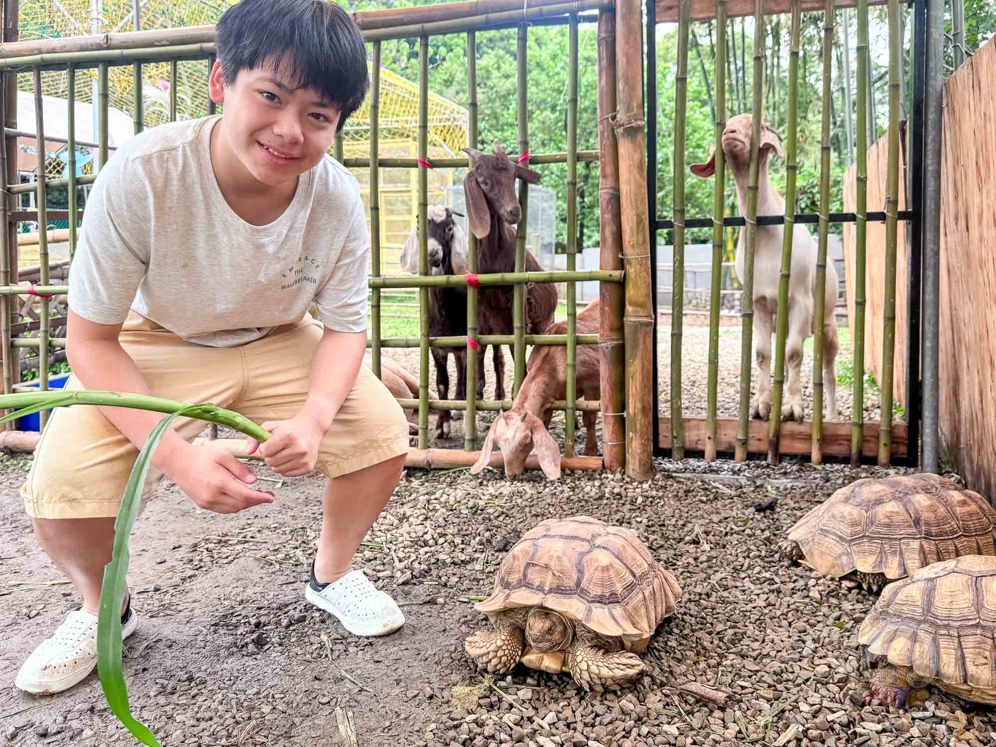 新北|陶淬湖庭園咖啡》2026新開幕新北親子景點!鶯歌景觀咖啡廳,草泥馬、可愛狐獴、羊咩咩。 - 第18張圖 新北|陶淬湖庭園咖啡》2026新開幕新北親子景點!鶯歌景觀咖啡廳,草泥馬、可愛狐獴、羊咩咩。