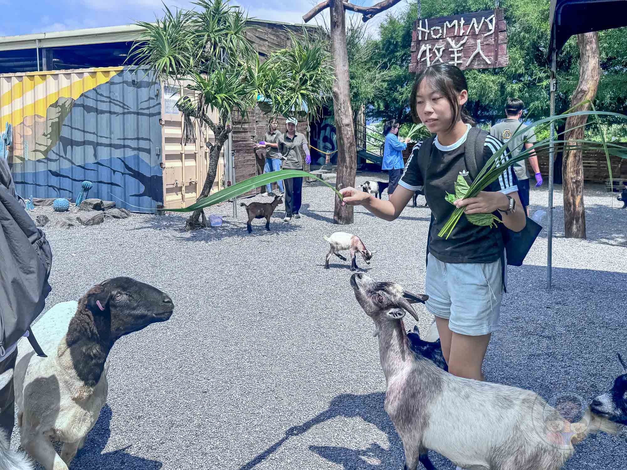 宜蘭｜回巢 Homing》礁溪網美打卡農場，沙漠牛仔風x可愛動物零距離互動。