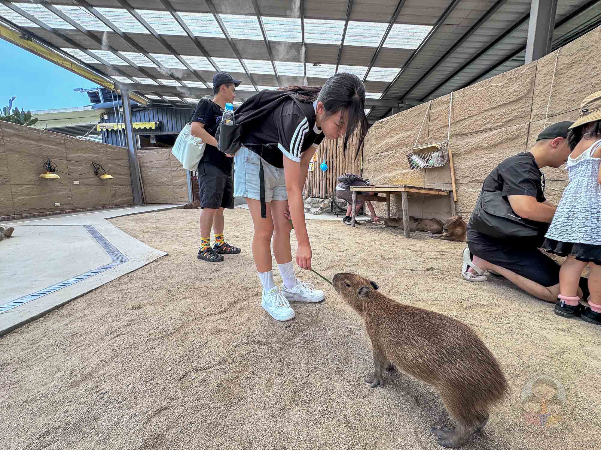 宜蘭｜回巢 Homing》礁溪網美打卡農場，沙漠牛仔風x可愛動物零距離互動。