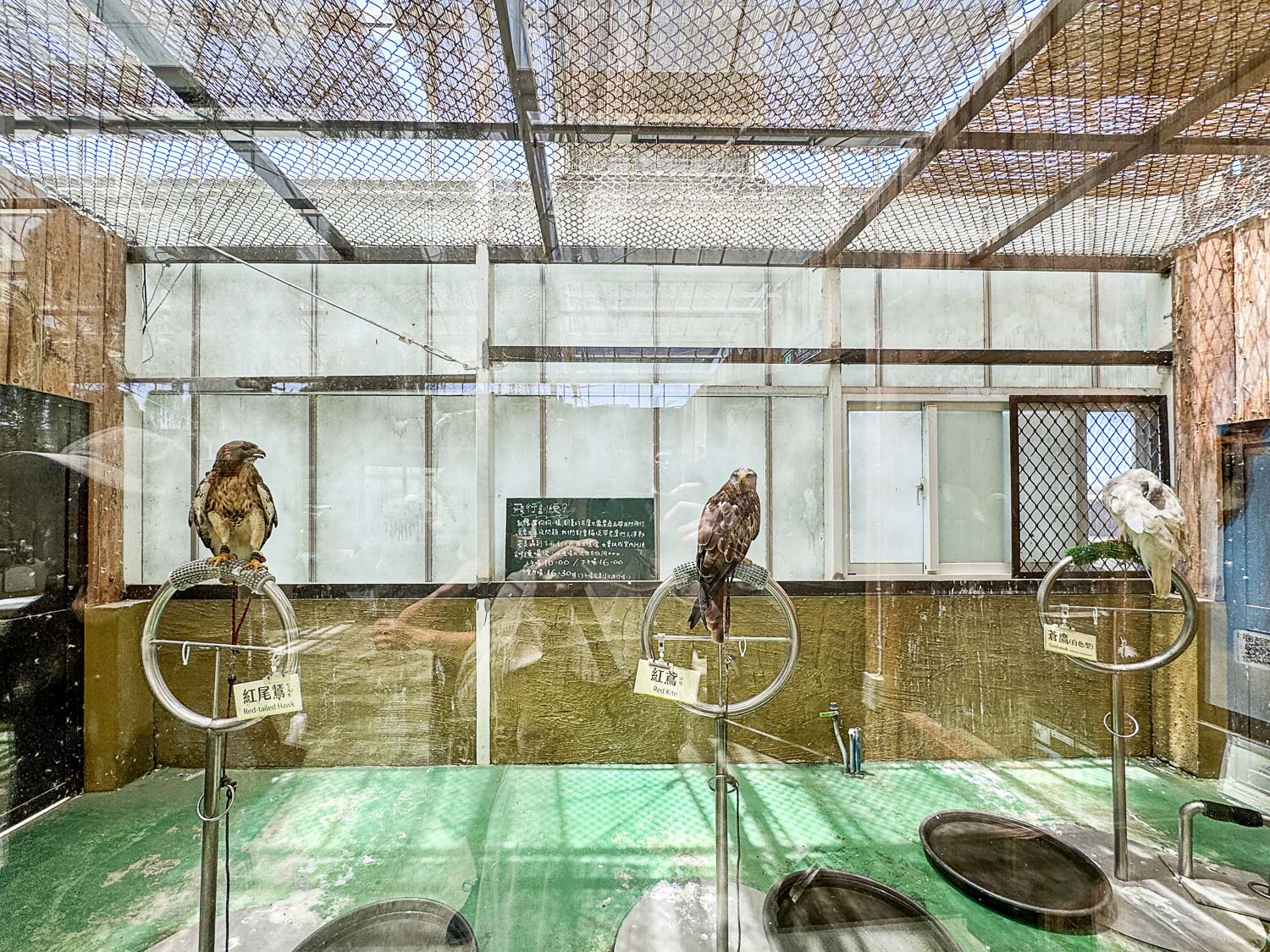 宜蘭|蘭陽動植物王國》宜蘭親子農場,期間限定馴鷹體驗營、三千坪室內外園區、水陸空可愛動物,近距離互動。 - 第56張圖 宜蘭|蘭陽動植物王國》宜蘭親子農場,期間限定馴鷹體驗營、三千坪室內外園區、水陸空可愛動物,近距離互動。