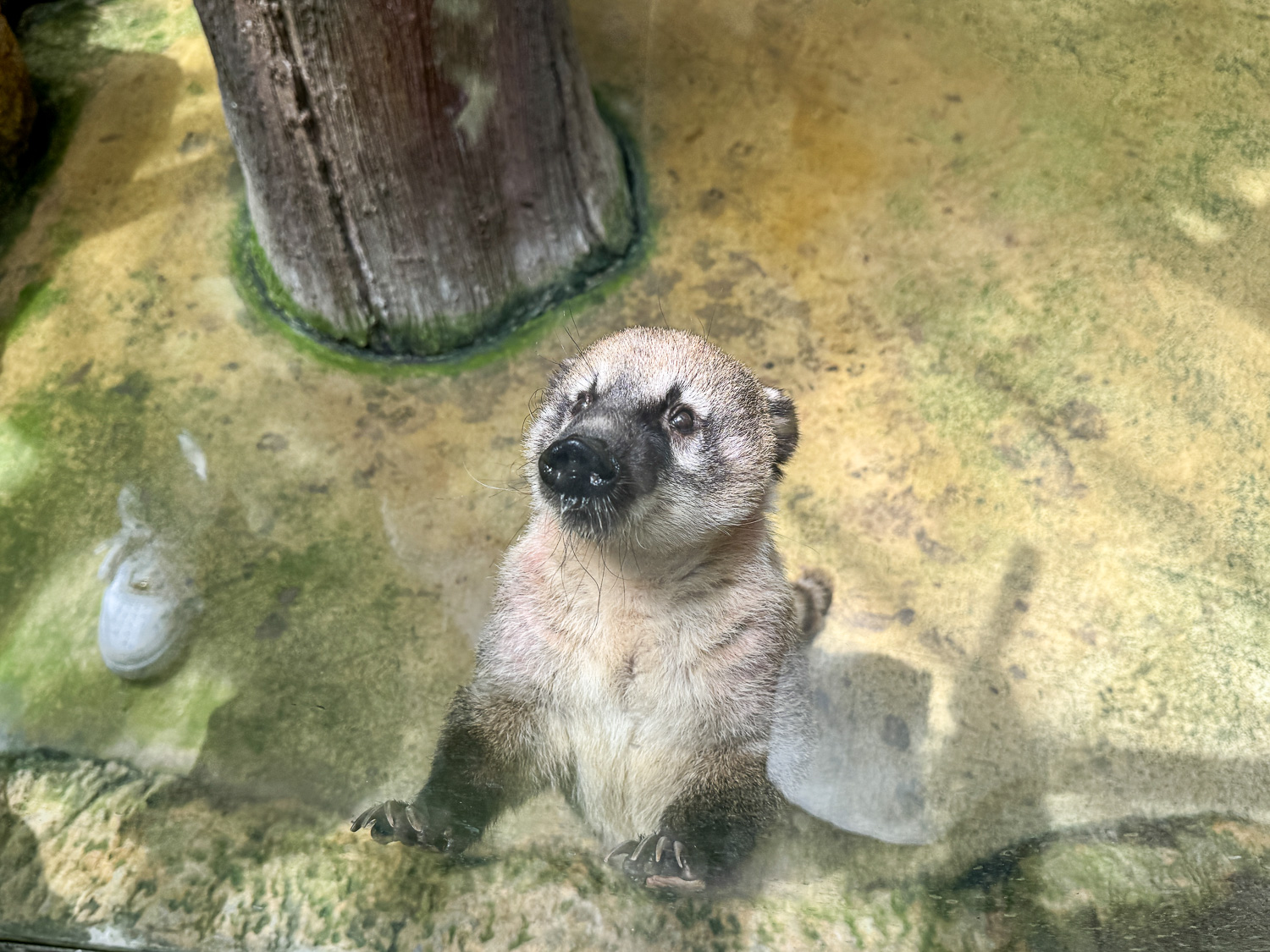 宜蘭|蘭陽動植物王國》宜蘭親子農場,期間限定馴鷹體驗營、三千坪室內外園區、水陸空可愛動物,近距離互動。 - 第61張圖 宜蘭|蘭陽動植物王國》宜蘭親子農場,期間限定馴鷹體驗營、三千坪室內外園區、水陸空可愛動物,近距離互動。