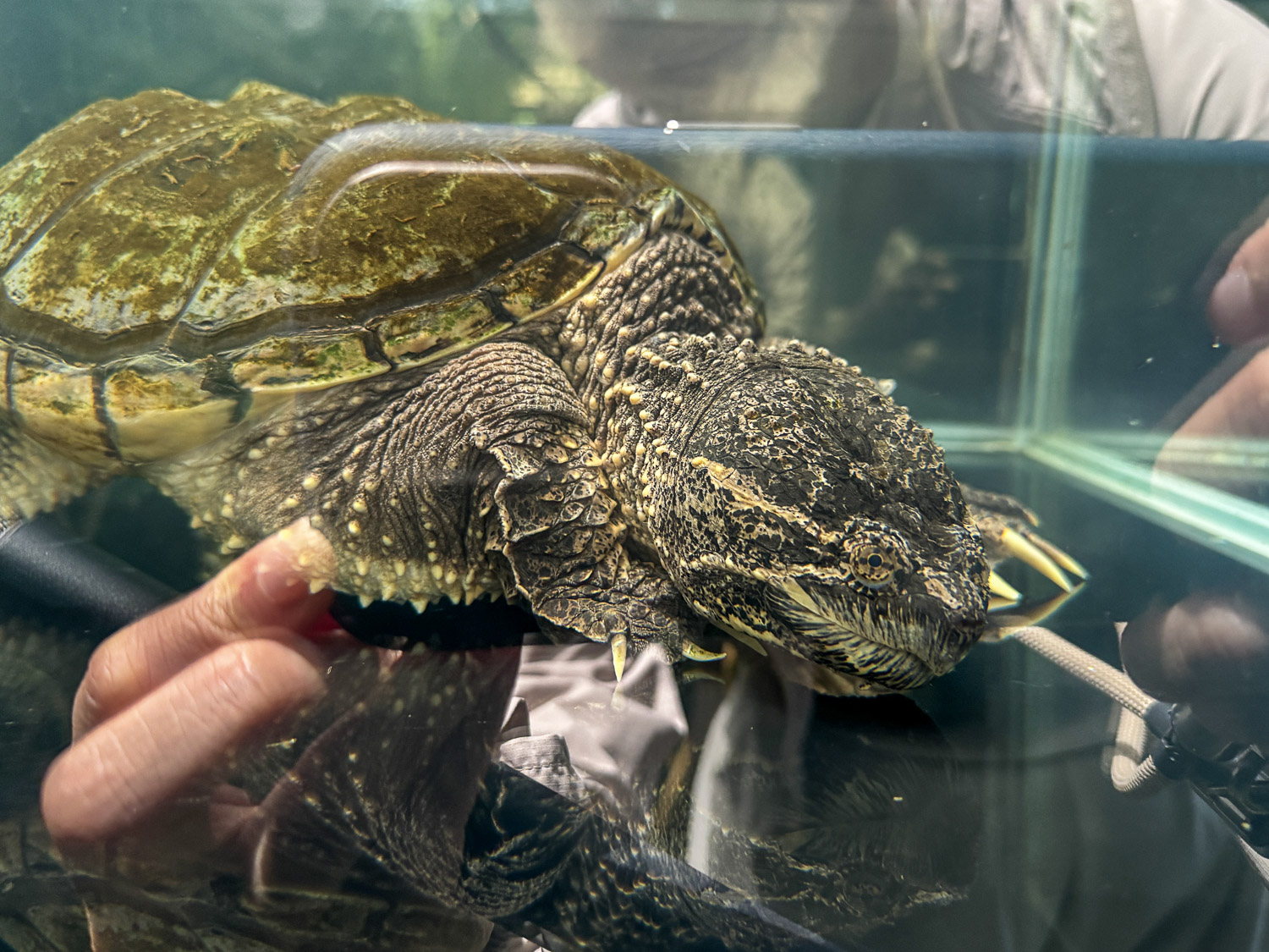 宜蘭|蘭陽動植物王國》宜蘭親子農場,期間限定馴鷹體驗營、三千坪室內外園區、水陸空可愛動物,近距離互動。 - 第81張圖 宜蘭|蘭陽動植物王國》宜蘭親子農場,期間限定馴鷹體驗營、三千坪室內外園區、水陸空可愛動物,近距離互動。