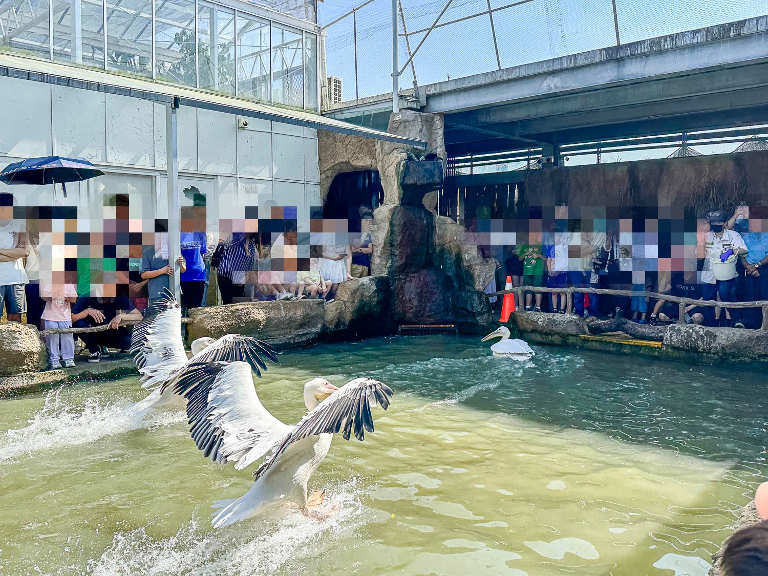 宜蘭|蘭陽動植物王國》宜蘭親子農場,期間限定馴鷹體驗營、三千坪室內外園區、水陸空可愛動物,近距離互動。 - 第63張圖 宜蘭|蘭陽動植物王國》宜蘭親子農場,期間限定馴鷹體驗營、三千坪室內外園區、水陸空可愛動物,近距離互動。