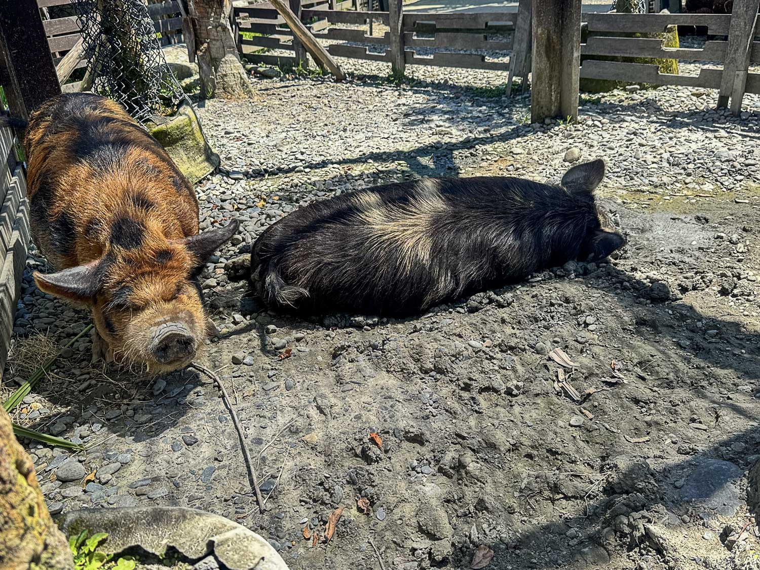 宜蘭|蘭陽動植物王國》宜蘭親子農場,期間限定馴鷹體驗營、三千坪室內外園區、水陸空可愛動物,近距離互動。 - 第99張圖 宜蘭|蘭陽動植物王國》宜蘭親子農場,期間限定馴鷹體驗營、三千坪室內外園區、水陸空可愛動物,近距離互動。