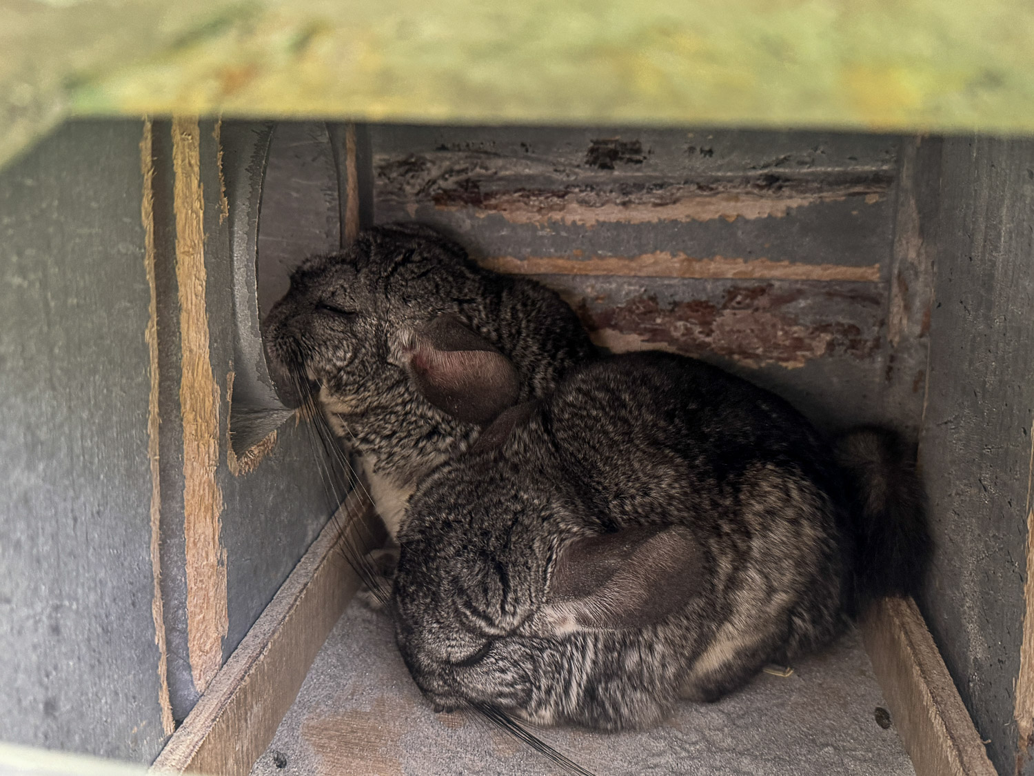 宜蘭|蘭陽動植物王國》宜蘭親子農場,期間限定馴鷹體驗營、三千坪室內外園區、水陸空可愛動物,近距離互動。 - 第52張圖 宜蘭|蘭陽動植物王國》宜蘭親子農場,期間限定馴鷹體驗營、三千坪室內外園區、水陸空可愛動物,近距離互動。