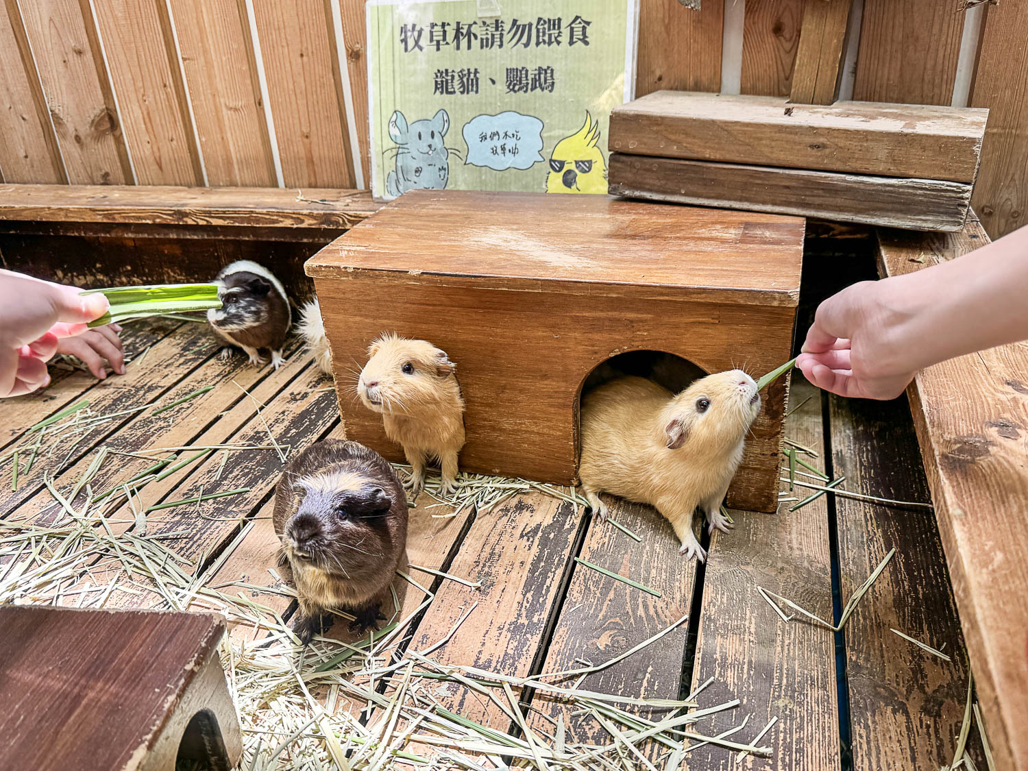 宜蘭|蘭陽動植物王國》宜蘭親子農場,期間限定馴鷹體驗營、三千坪室內外園區、水陸空可愛動物,近距離互動。 - 第44張圖 宜蘭|蘭陽動植物王國》宜蘭親子農場,期間限定馴鷹體驗營、三千坪室內外園區、水陸空可愛動物,近距離互動。