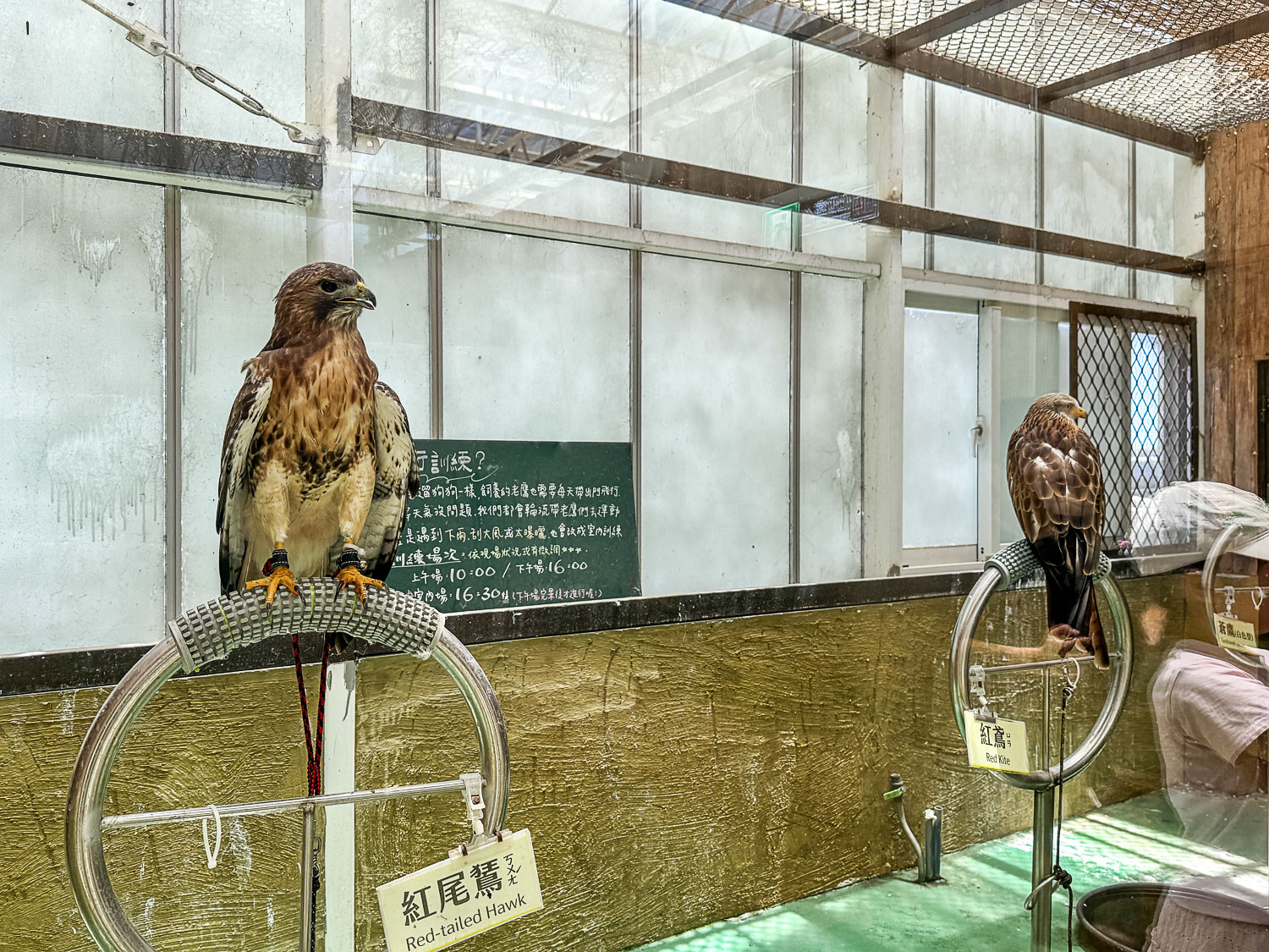 宜蘭|蘭陽動植物王國》宜蘭親子農場,期間限定馴鷹體驗營、三千坪室內外園區、水陸空可愛動物,近距離互動。 - 第55張圖 宜蘭|蘭陽動植物王國》宜蘭親子農場,期間限定馴鷹體驗營、三千坪室內外園區、水陸空可愛動物,近距離互動。
