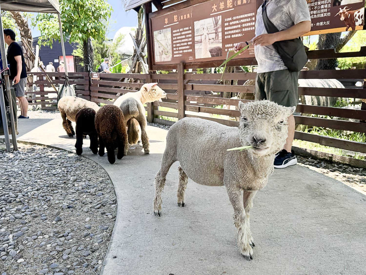 宜蘭|蘭陽動植物王國》宜蘭親子農場,期間限定馴鷹體驗營、三千坪室內外園區、水陸空可愛動物,近距離互動。 - 第94張圖 宜蘭|蘭陽動植物王國》宜蘭親子農場,期間限定馴鷹體驗營、三千坪室內外園區、水陸空可愛動物,近距離互動。