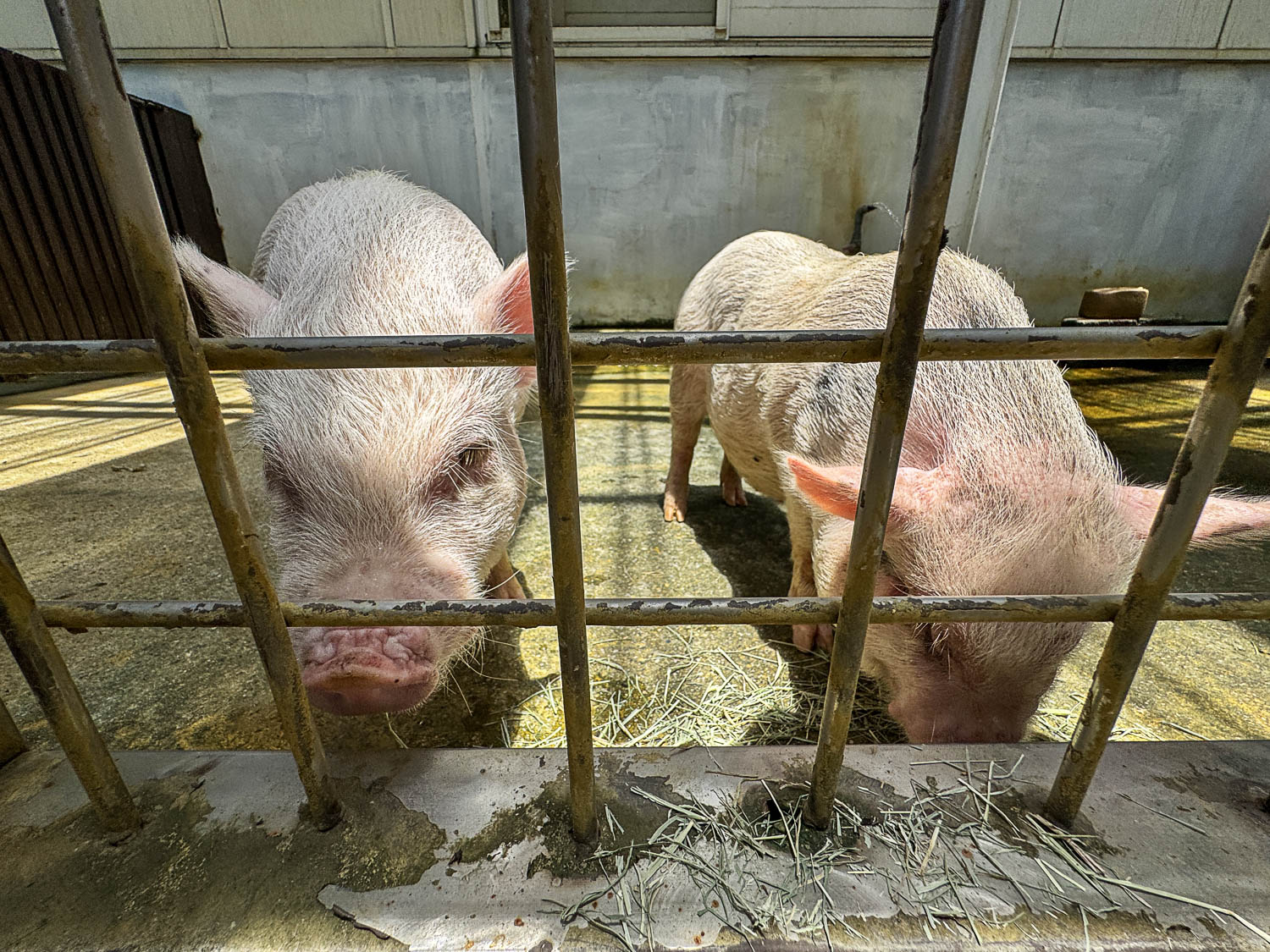 宜蘭|蘭陽動植物王國》宜蘭親子農場,期間限定馴鷹體驗營、三千坪室內外園區、水陸空可愛動物,近距離互動。 - 第100張圖 宜蘭|蘭陽動植物王國》宜蘭親子農場,期間限定馴鷹體驗營、三千坪室內外園區、水陸空可愛動物,近距離互動。