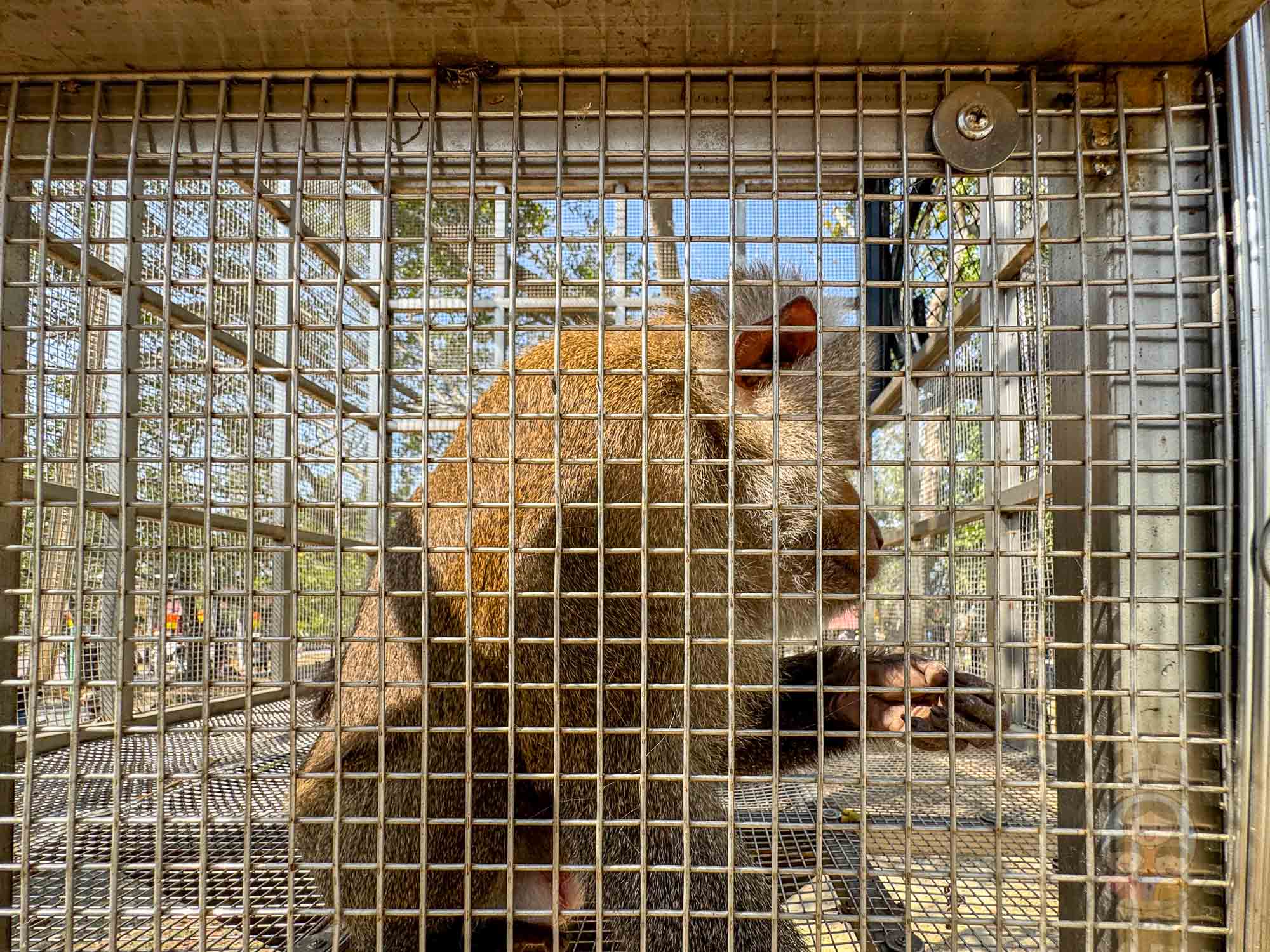 台南頑皮世界野生動物園