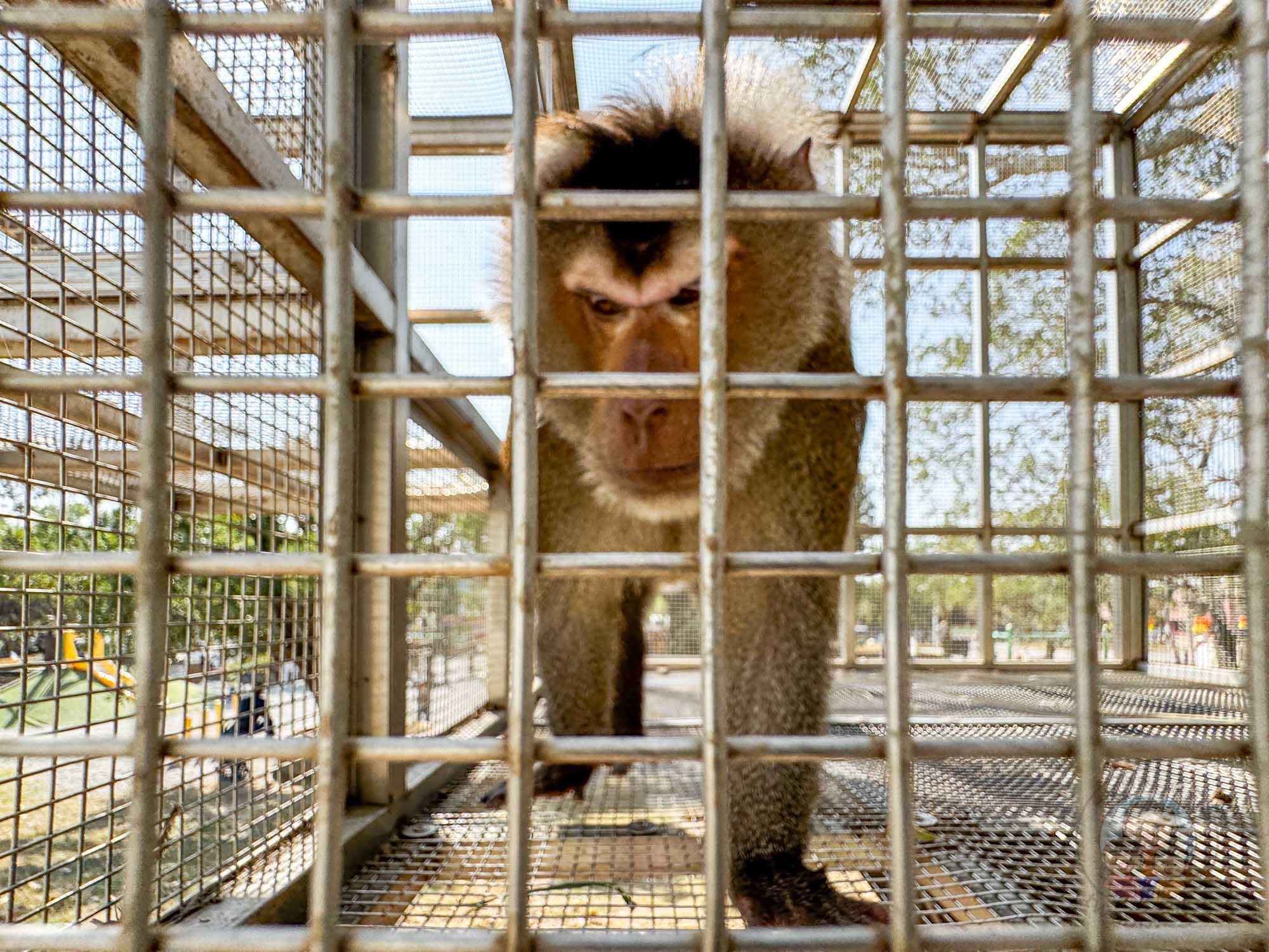台南頑皮世界野生動物園