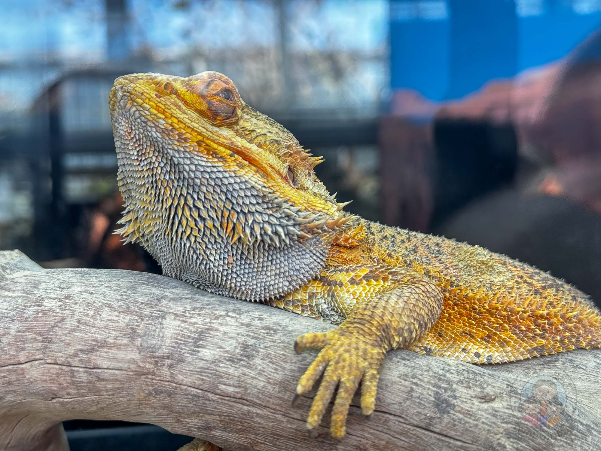 台南頑皮世界野生動物園